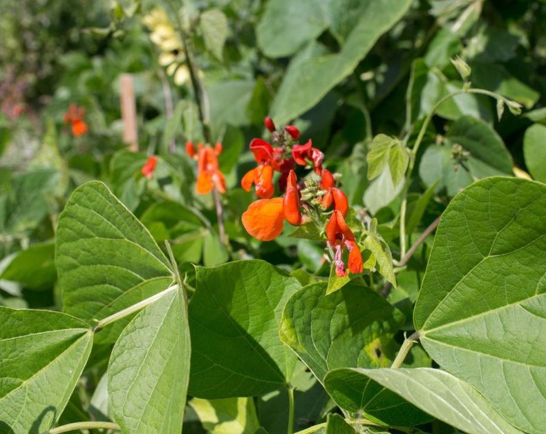 Runner Bean - Pickwick Dwarf – Prairie Garden Seeds