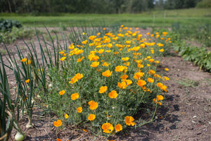Eschscholzia - California Poppy