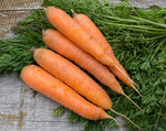 Load image into Gallery viewer, Carrot - Scarlet Nantes
