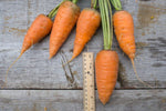 Load image into Gallery viewer, Carrot - Oxheart/Guerande
