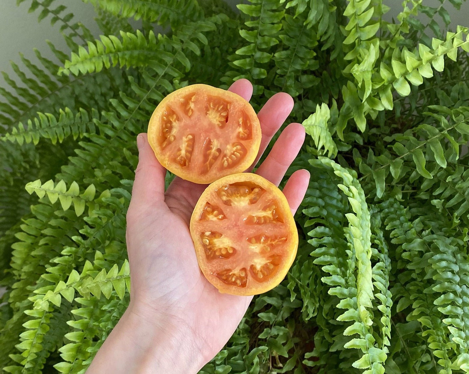 Clare’s Tomato