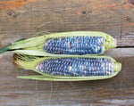 Load image into Gallery viewer, Sweet Corn - Blue Jade
