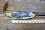 Load image into Gallery viewer, Sweet Corn - Blue Jade
