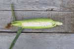 Load image into Gallery viewer, Sweet Corn - Blue Jade
