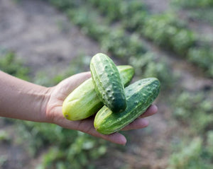 Cucumber (Pickling) - Northern