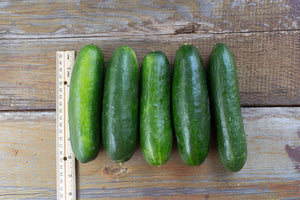 Cucumber - Super Zagross