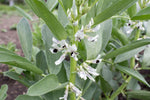 Load image into Gallery viewer, Broad Bean/Fava - Aprovecho Select
