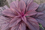 Load image into Gallery viewer, Amaranth - Burgundy
