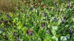 Load image into Gallery viewer, Cerinthe – Honeywort
