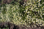 Load image into Gallery viewer, Matricaria (Chamomile) - German
