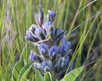 Load image into Gallery viewer, Psoralea - Indian Breadroot
