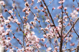 Prunus - Nanking Cherry