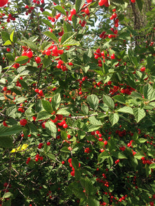 Prunus - Nanking Cherry