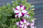Load image into Gallery viewer, Petunia – Kentucky Old Fashioned
