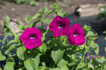 Load image into Gallery viewer, Petunia – Kentucky Old Fashioned
