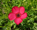 Load image into Gallery viewer, Linum - Scarlet Flax
