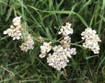 Load image into Gallery viewer, Achillea (Yarrow) - Common
