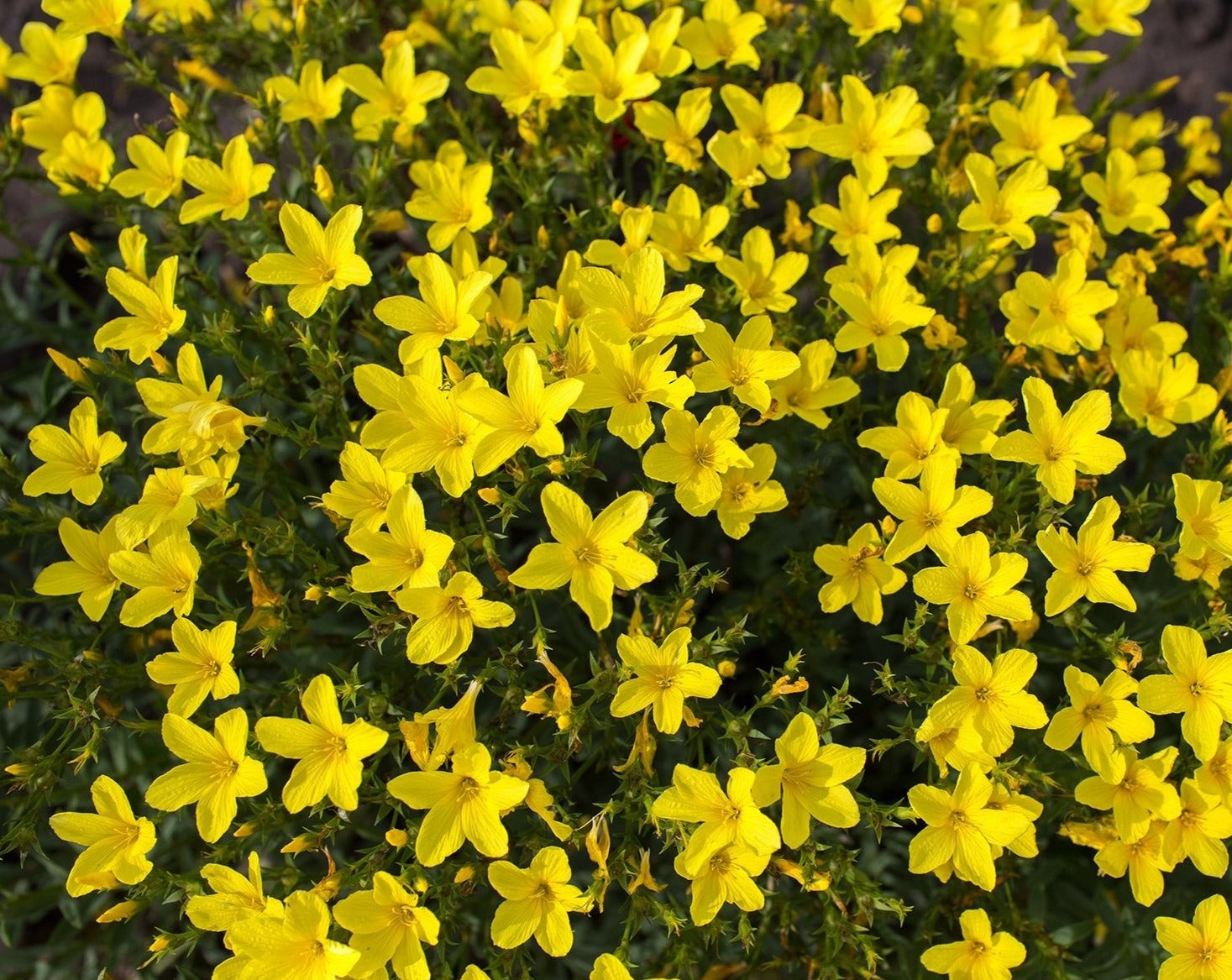 Linum - Perennial Yellow Flax