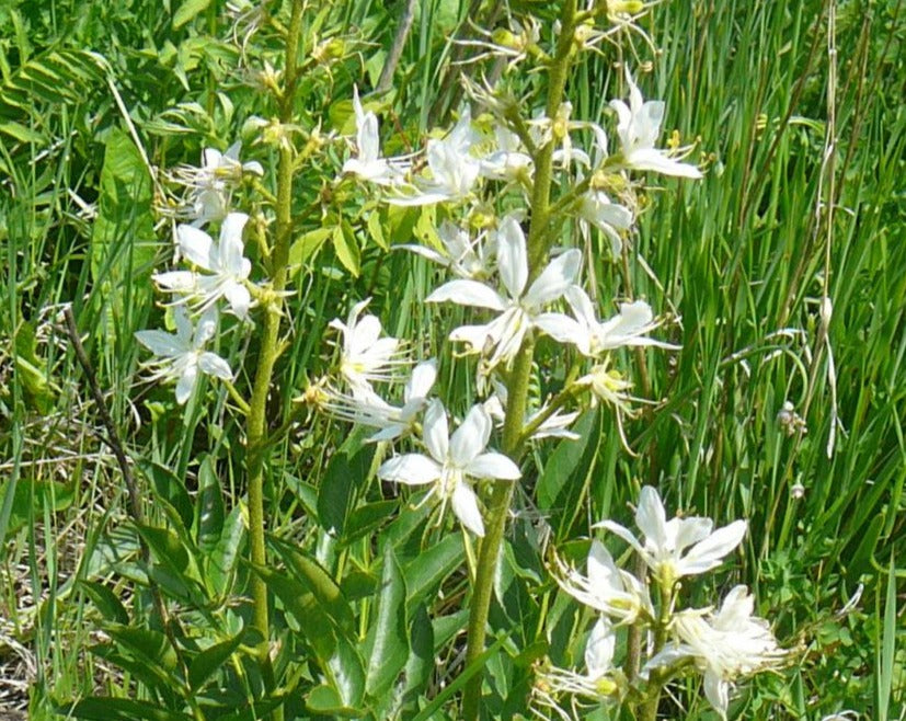 growing gas plant from seed Dictamnus