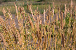 Wheat (Einkorn) - Alaska Spelt