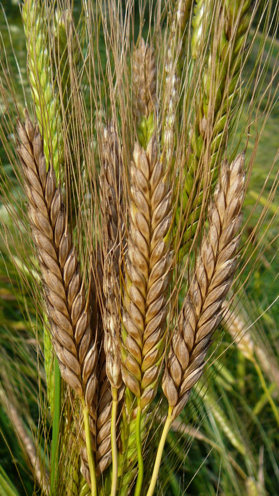 spelt seed for planting Wheat (Einkorn)