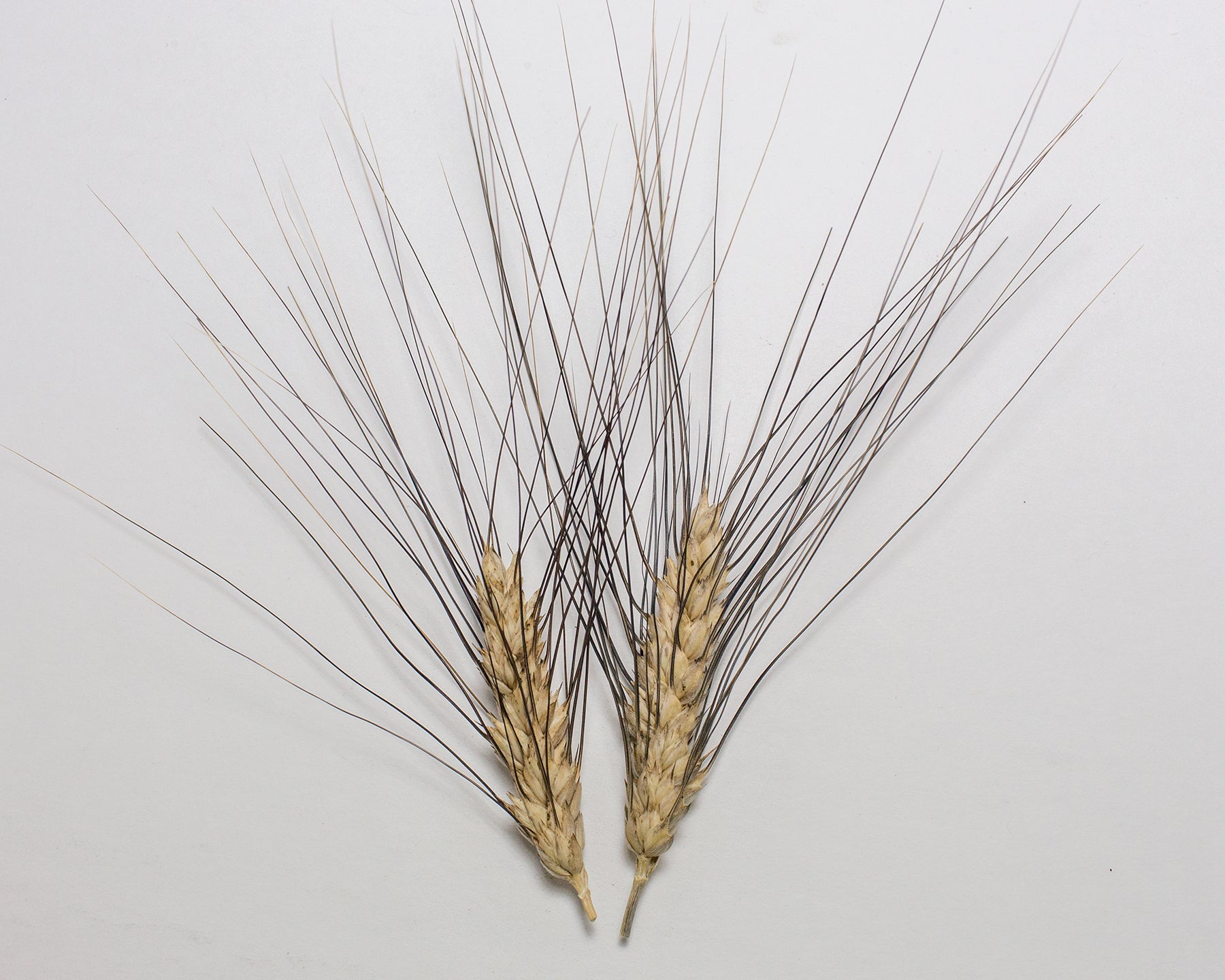 Wheat (Durum) - Antiguo de Ronda