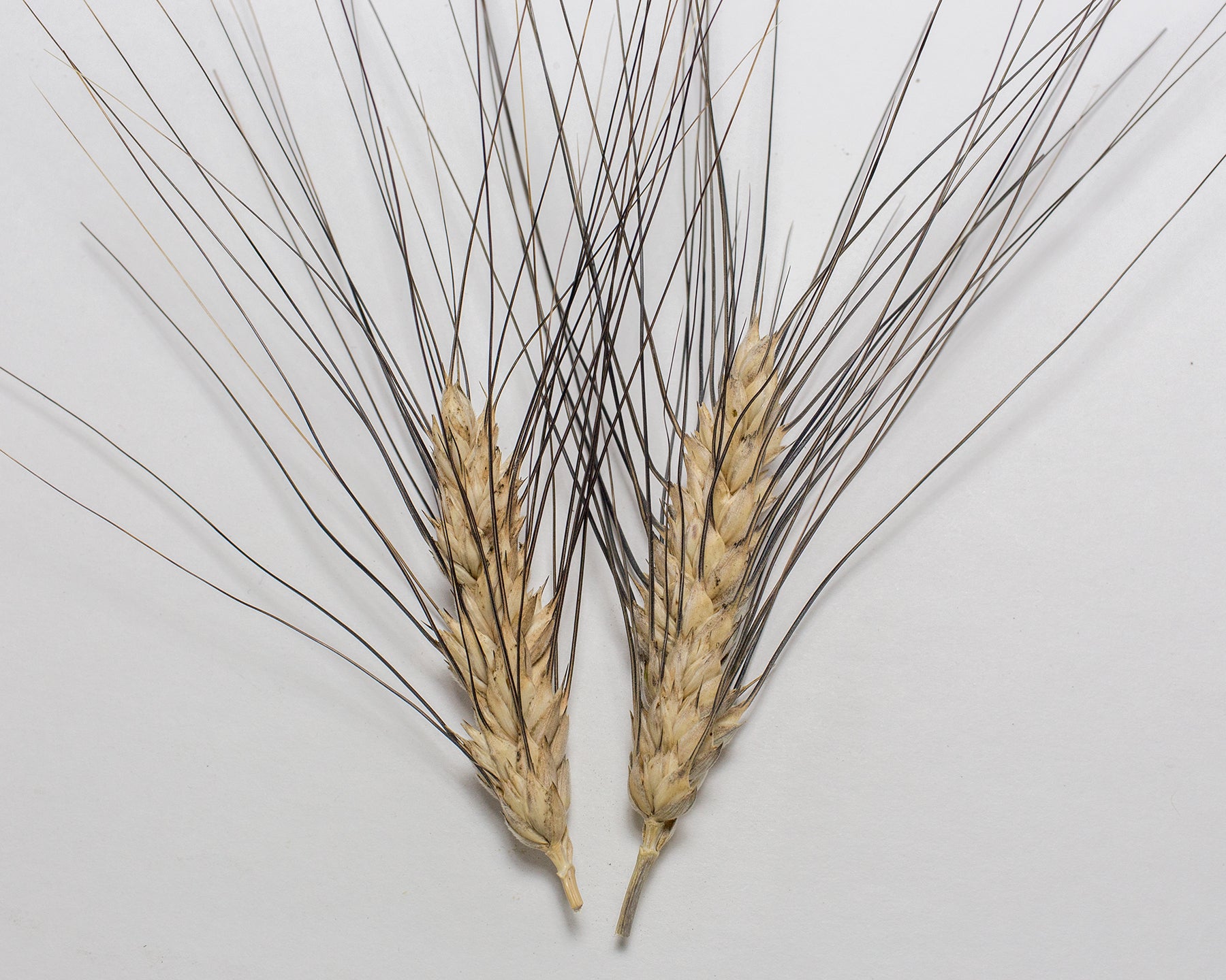 Wheat (Durum) - Antiguo de Ronda