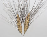 Load image into Gallery viewer, Wheat (Durum) - Antiguo de Ronda
