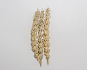 Wheat (Bread) - Bishop