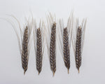 Load image into Gallery viewer, Wheat (Einkorn) - Black
