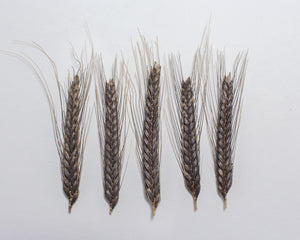 Wheat (Einkorn) - Black