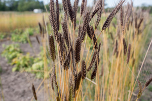 Wheat (Einkorn) - Black