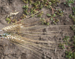 Load image into Gallery viewer, Wheat (Durum) - Black Tip
