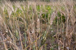 Wheat (Durum) - Black Tip