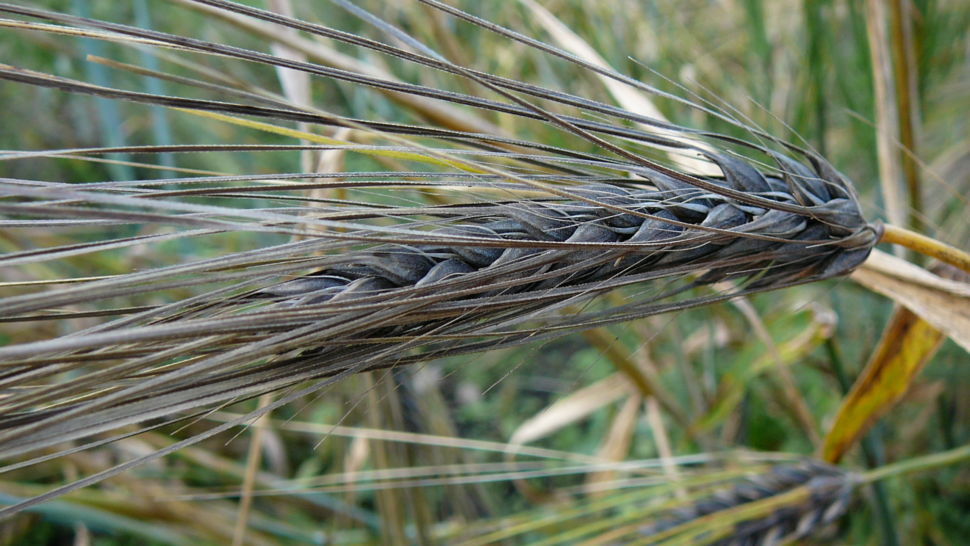 Barley (Hulled) - Black Alberta