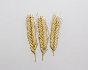 Wheat (Einkorn) - Blé Dur Arcour