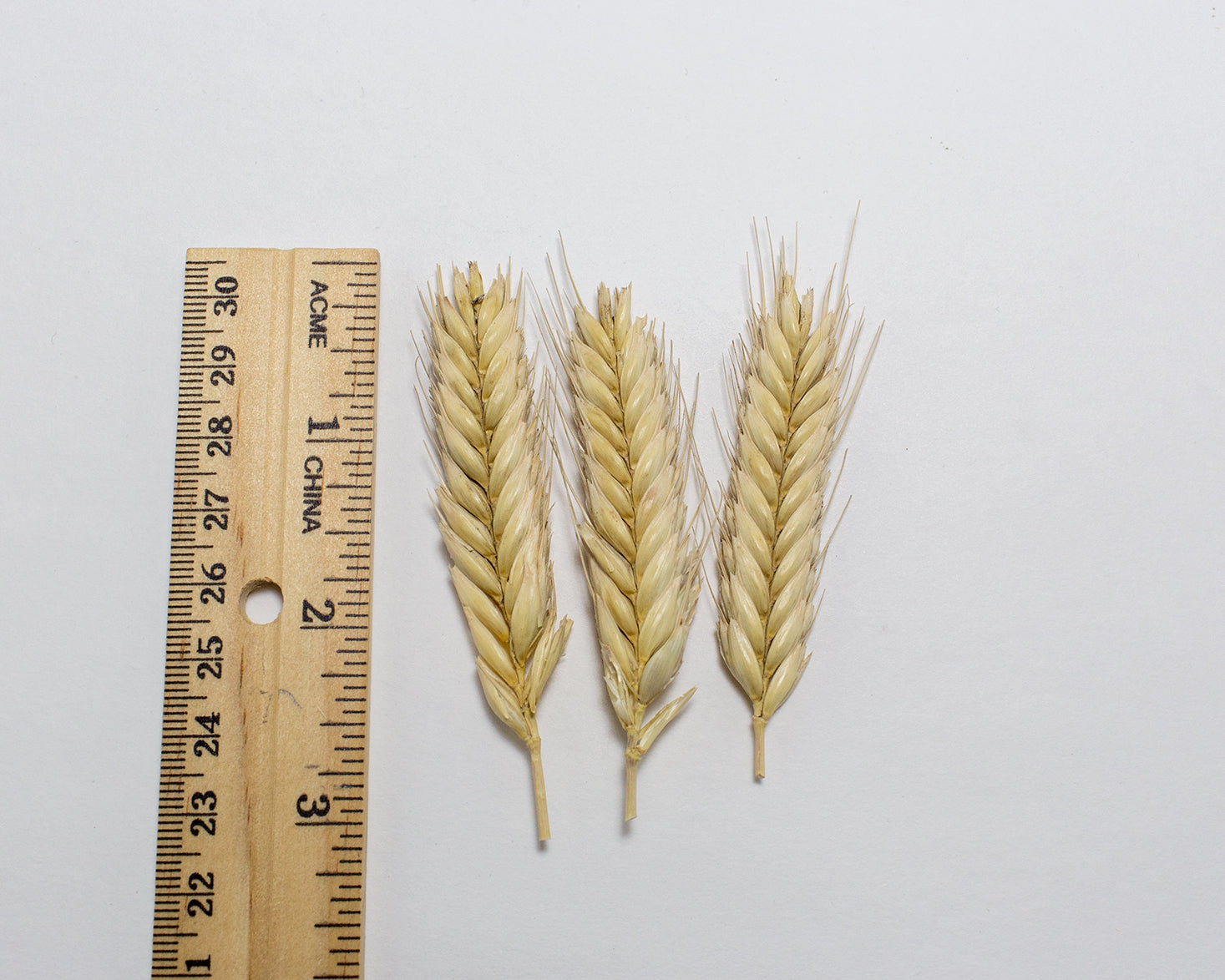 Wheat (Einkorn) - Blé Dur Arcour