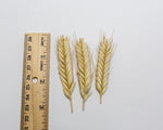Load image into Gallery viewer, Wheat (Einkorn) - Blé Dur Arcour
