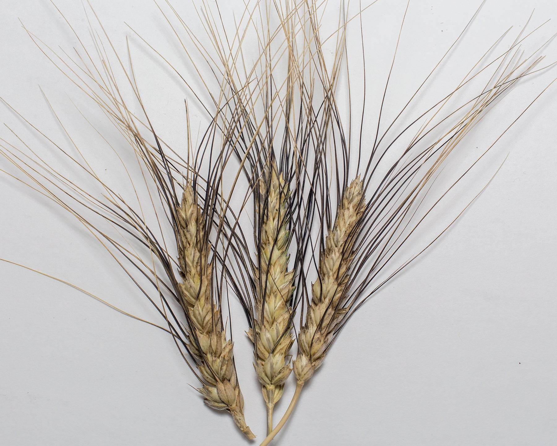 Wheat (Durum) - Blue Durum
