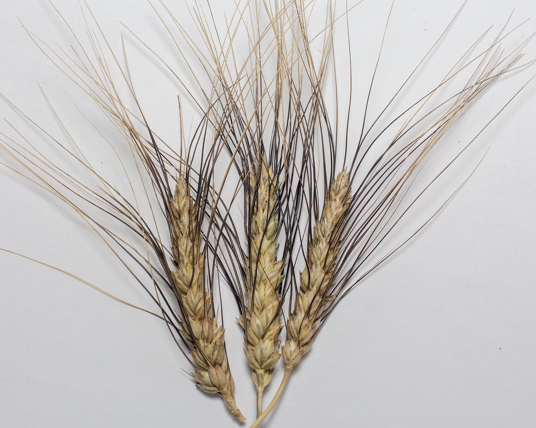 durum wheat seeds for planting Wheat (Durum)