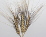 Load image into Gallery viewer, Wheat (Durum) - Blue Durum
