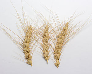 Wheat (Bread) - Canus