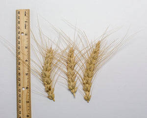 Wheat (Bread) - Canus