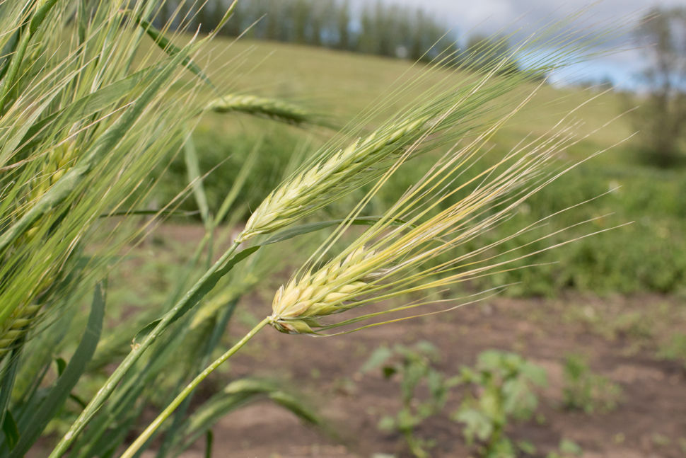 Barley (Hulled) - Peru Cebada – Prairie Garden Seeds