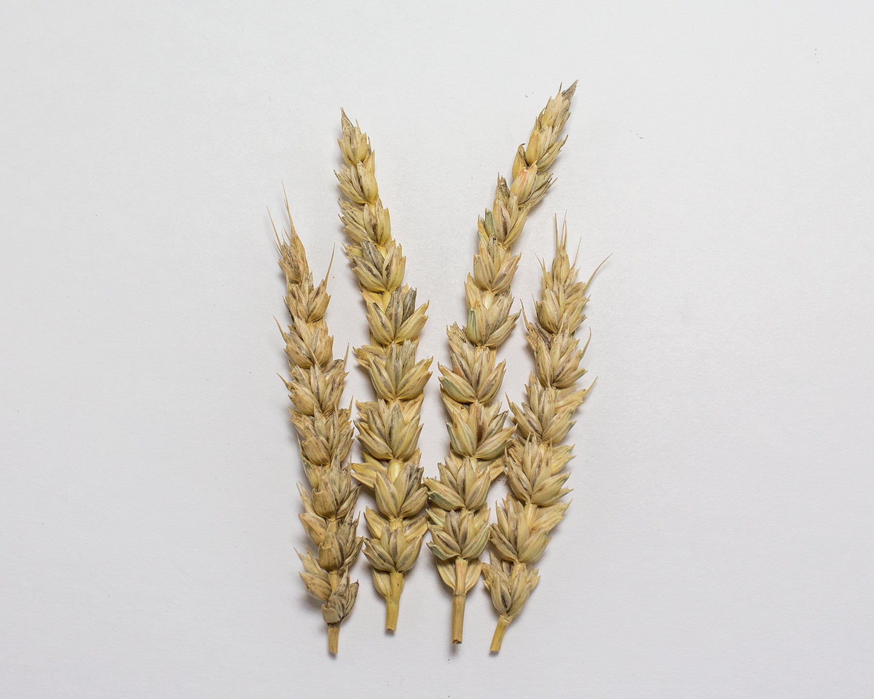Wheat (Bread) - Chinook