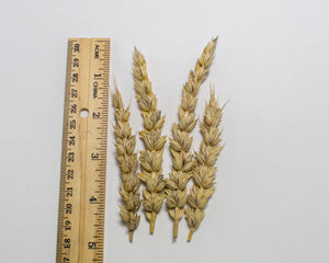 Wheat (Bread) - Chinook