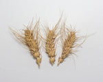 Load image into Gallery viewer, Wheat (Species) - Club
