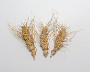 Wheat (Species) - Club