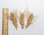 Load image into Gallery viewer, Wheat (Species) - Club
