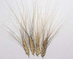 Load image into Gallery viewer, Wheat (Durum) - Del Corazón

